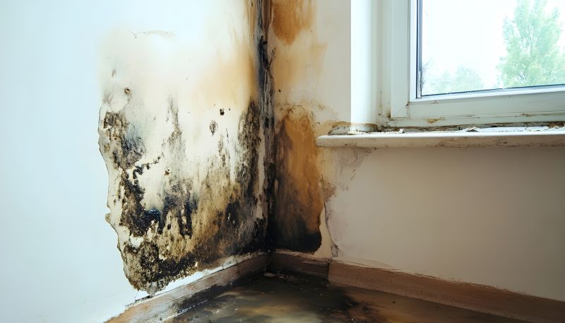 Attic Mold Removal in Broward County, FL