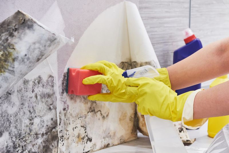 Attic Mold Removal in Fort Lauderdale, FL