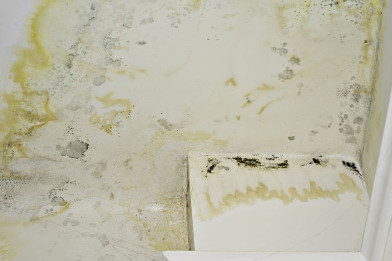 Basement Mold Removal in Boca Raton, FL