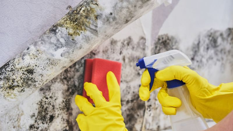 Garage Mold Remediation in Essex County, NJ