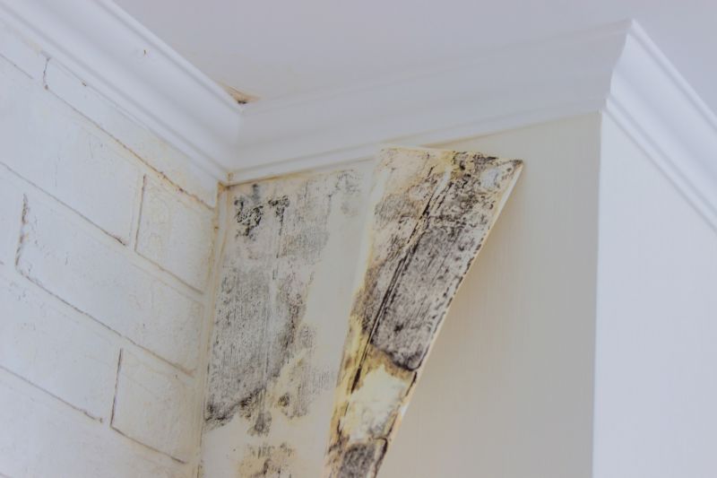 Mold Abatement Service in Fort Worth, TX