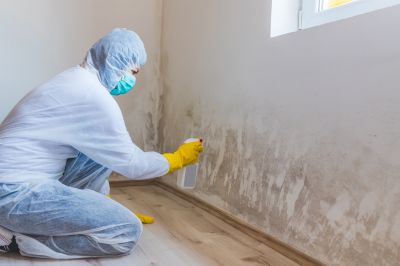 Attic Mold Removal in West Palm Beach, FL