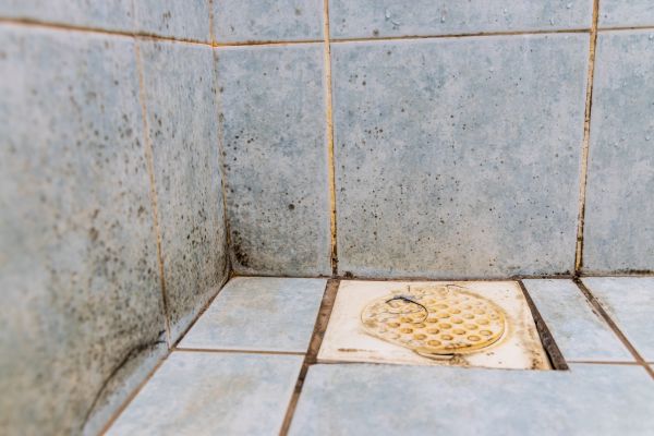 Bathroom Mold Removal - Bathroom Mold Removal New Port Richey, Florida