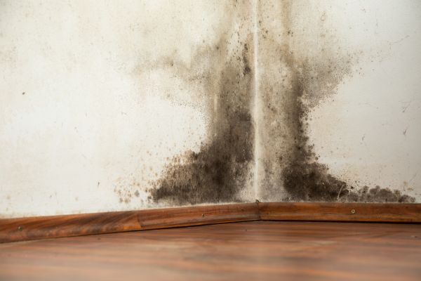 Mold Inspection, Mold Inspection, Massachusetts