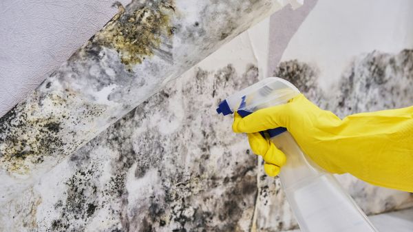 Mold Inspection And Removal - Mold Inspection And Removal Ventura, California