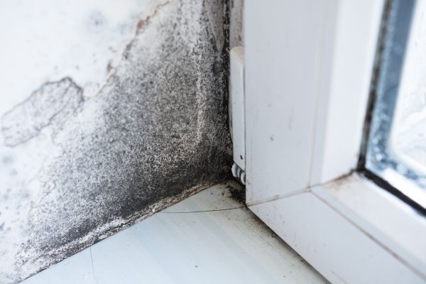 Black Mold Inspection - Black Mold Inspection Layton, Utah