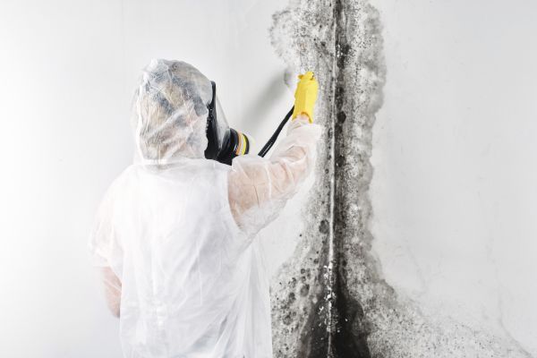 Mold Elimination - Mold Elimination Gwinnett County, Georgia
