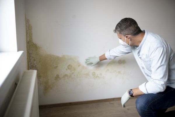 Mold Analysis
