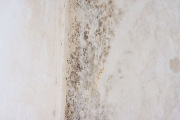 White Mold Mitigation - White Mold Mitigation Slidell, Louisiana